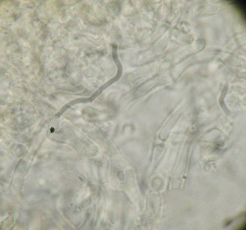 Pseudomerulius aureus? (Pseudomerulius aureus)